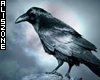 [AZ] Shoulder Crow Left
