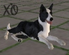 Border Collie Animated