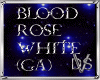 Blood Rose White (GA)