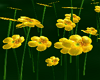 Yellow Buttercups Patch