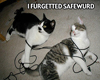 Kitty Safeword