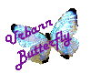 Pearl Morpho Butterfly