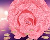 romantica rosa rom