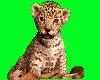 Jaguar Kitten picture 3D