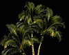 Sitting Down a Big Palm