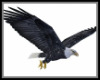 Animated Flying Eagle