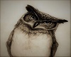 M* Owl Canvas