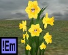 !Em Daffodill FlowersAvi
