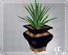 *Plant copper black pot
