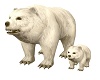 Polar Bears mum & baby
