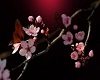 *P*CherryBlossom Pic