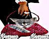 {P} Cat + Bagð