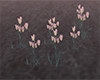 TULIPANS FLOWER