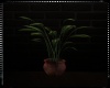 Billard Club Potted Plan