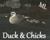 !ML!  Duck & Chicks