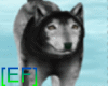 [EF]Wolf