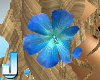 Hibiscus Azul