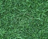 Grass Animated