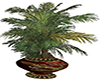 Xmas red Palm Plant