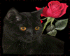 Glitter Cat and Rose