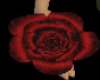 (DA)red long steam Rose