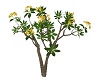 180  Plant  Yellow