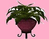 Potted Fern