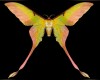 ~D~ Moth