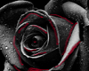 Black Rose Cauches 1