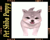 Shiba Puppy