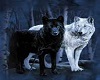 Black & White Wolves