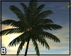 Palm Tree Anim. Shadow