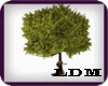 [LDM]Romance at the tree