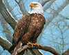 Eagle Male