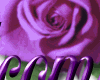 Welcome Rose Purple