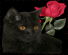 cat with rose