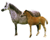 Animals-Horse & Pony