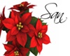 LS! Poinsettia Plant