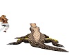 Chomper Hard Rock Croc