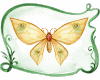 6v3| Butterfly