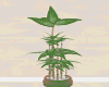 {F} GOOD LUCK PLANT