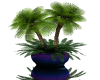 (BL)Potted Palm