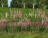 Pink Flowers Grass
