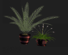 plants