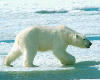 Polar bear walk2