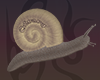 ☼ Gérard the snail