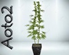 !N WEED.