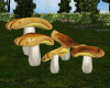 Forest Mushrooms 2