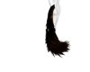 Shadow Walker Tail