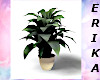 wed12a large plant